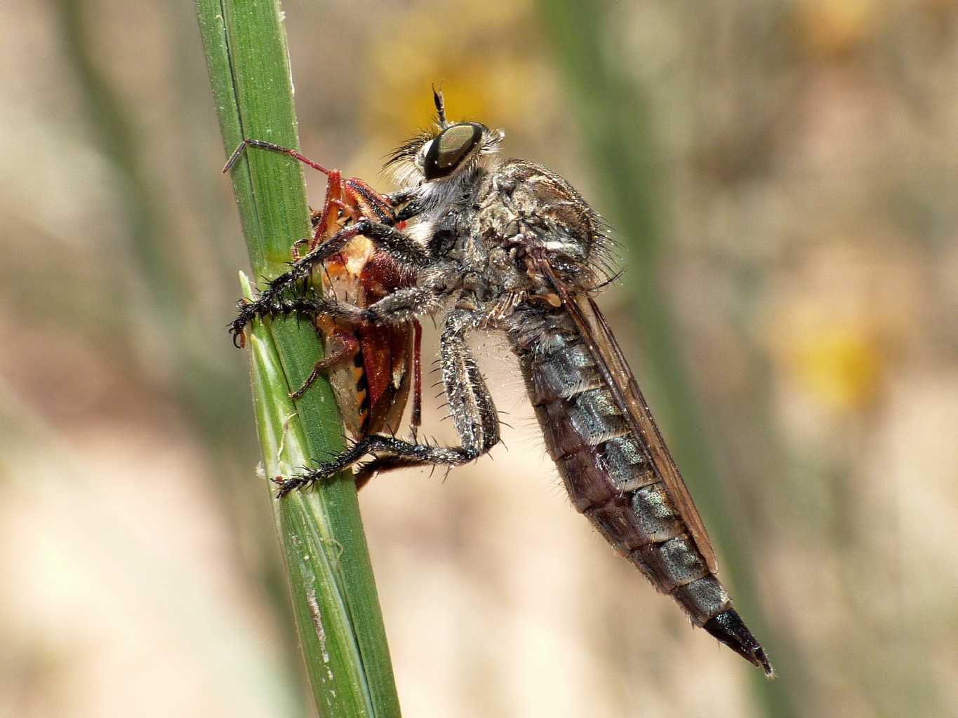 Asilidae con preda (Pentatomidae)